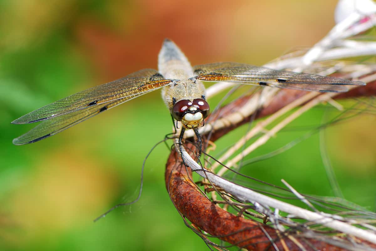 Why Do Dragonflies Live Near Water?