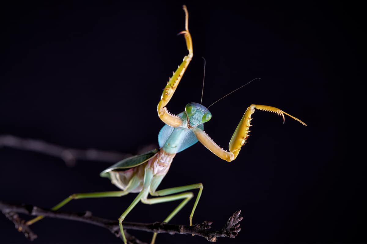 Why Do Praying Mantis Sway Side to Side?