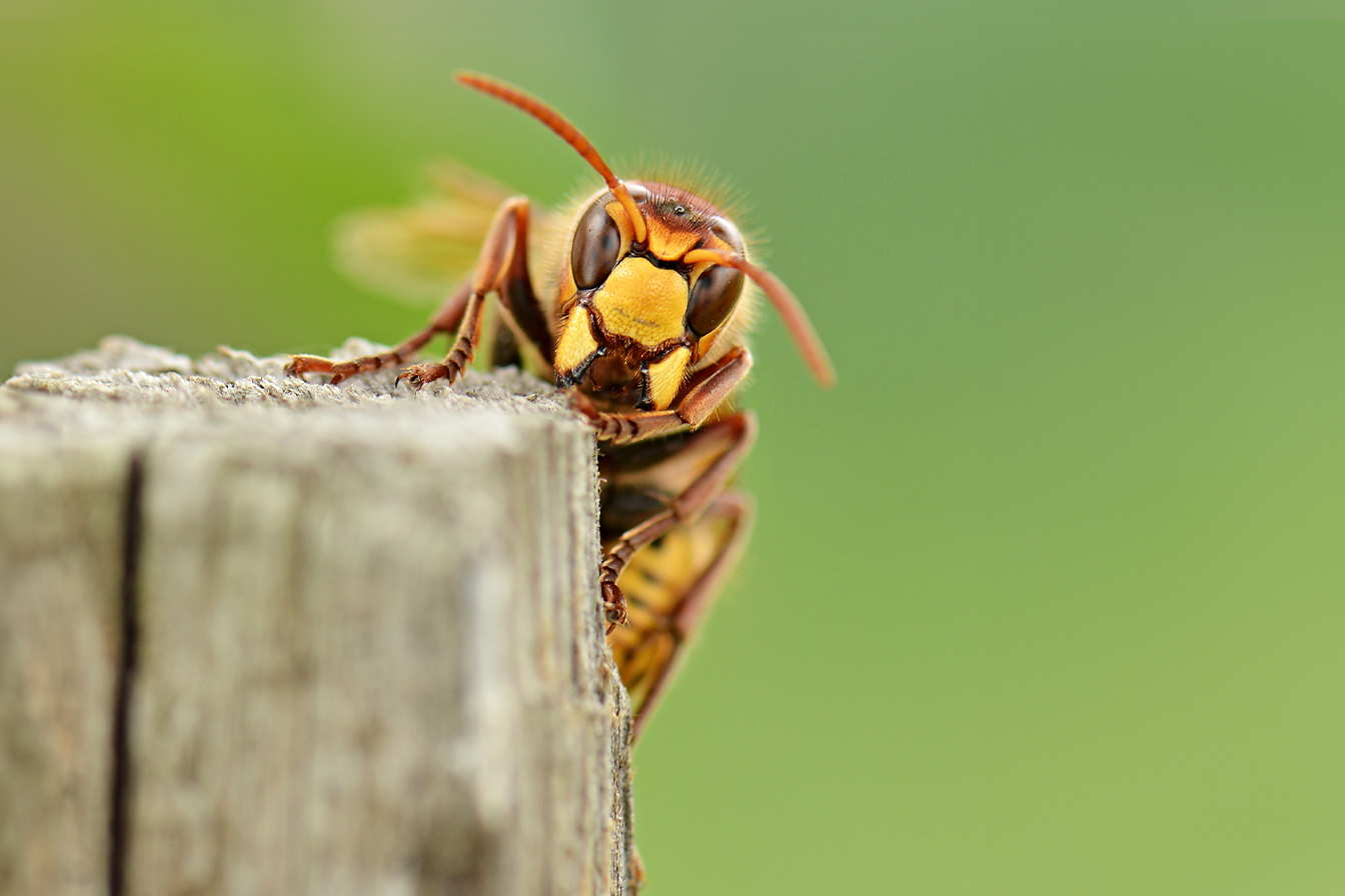 Why Do Wasps Chase You?