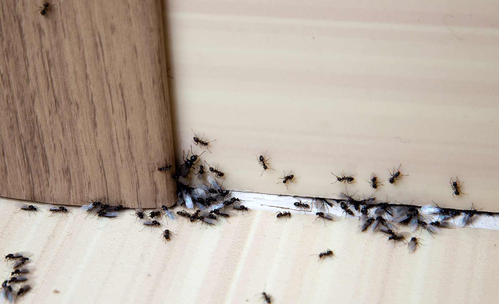Will ants go to a dark or light area?