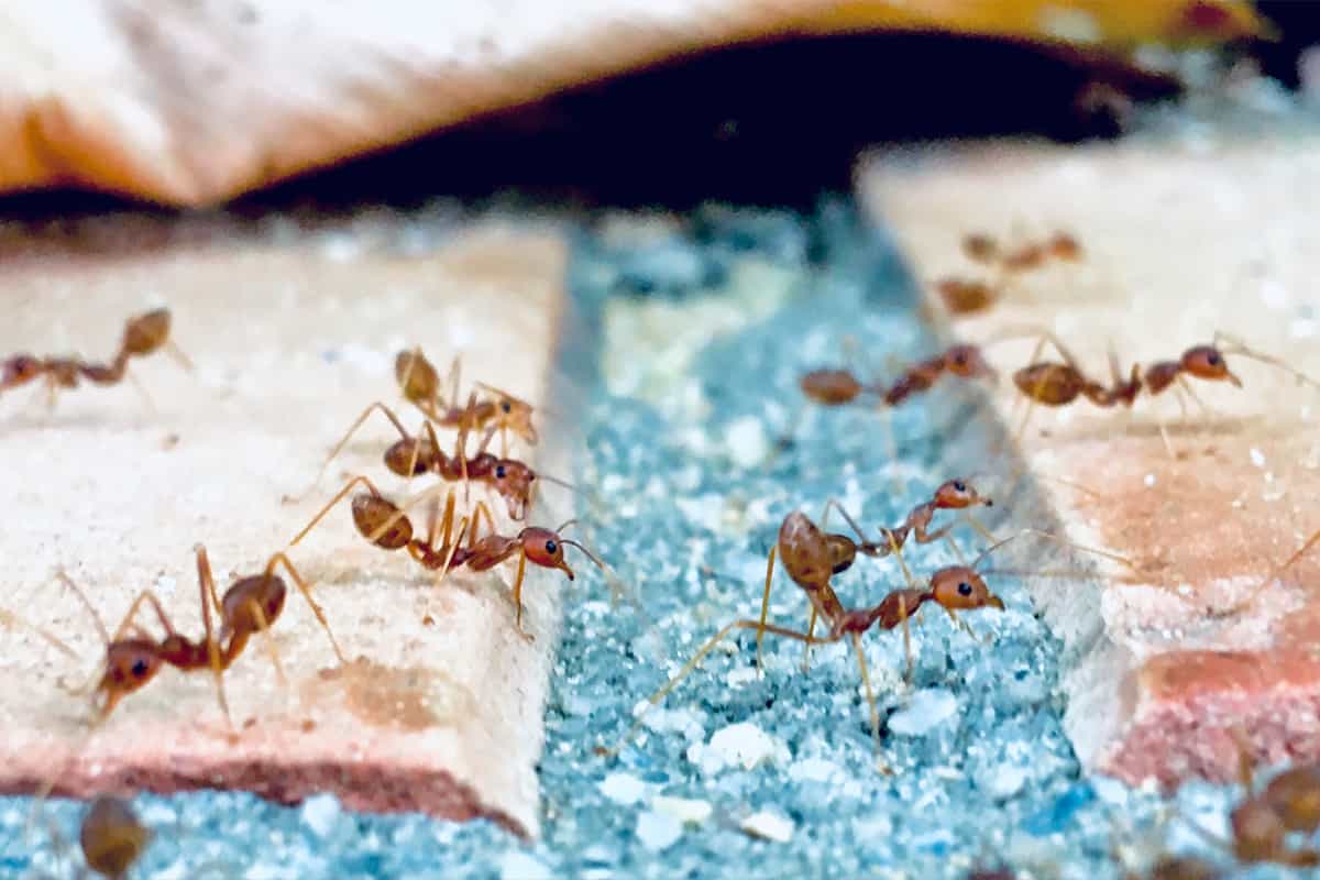 Will Ants Just Go Away on Their Own?